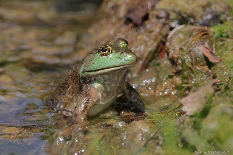 Grenouille verte / Green Frog