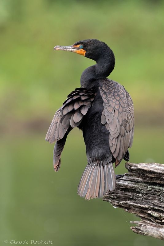 Cormoran à aigrette / Double-crested Cormorant