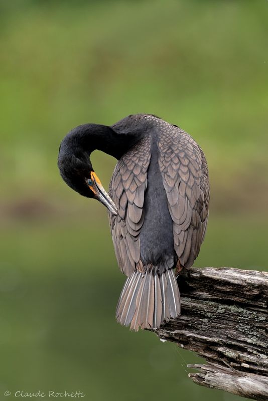 Cormoran à aigrette / Double-crested Cormorant