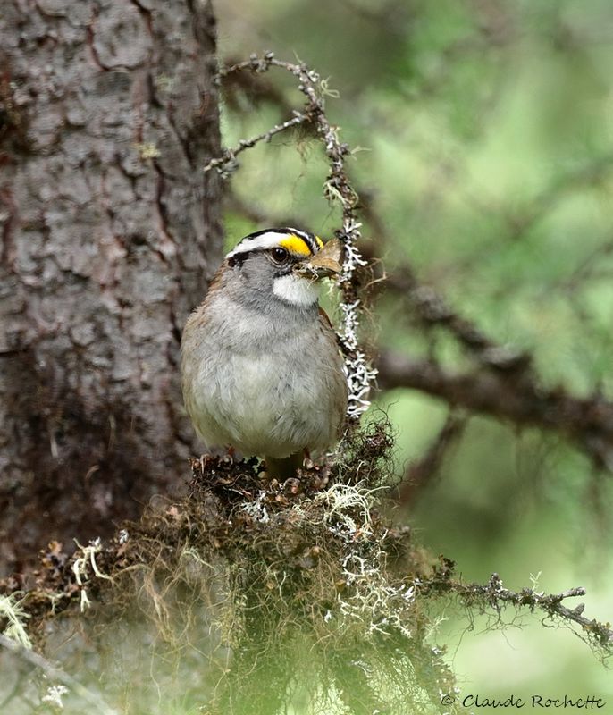 Bruant à gorge blanche / White-throated Sparrow