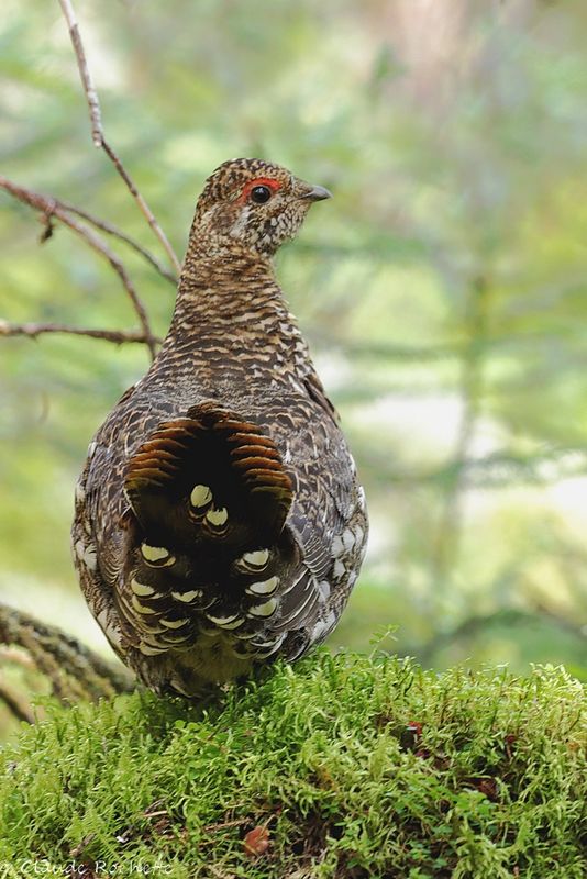 Tétras du Canada / Spruce Grouse