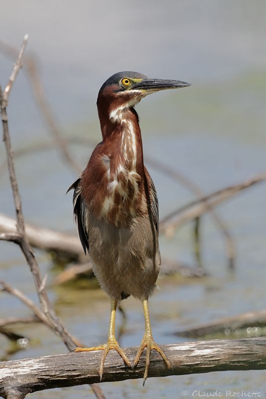 Héron vert / Green Heron