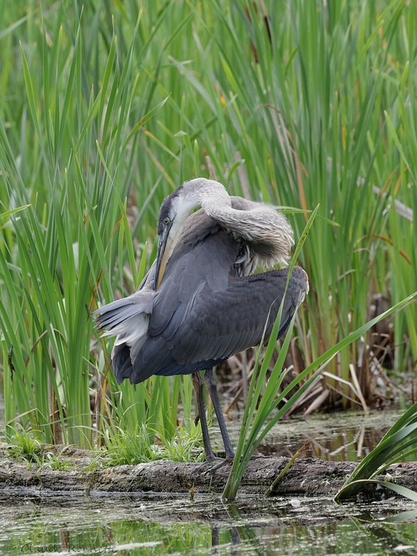 Grand héron / Great Blue Heron