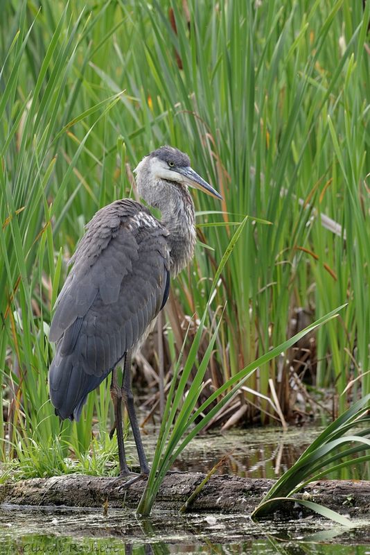 Grand héron / Great Blue Heron