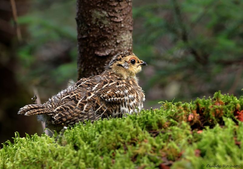 Tétras du Canada / Spruce Grouse