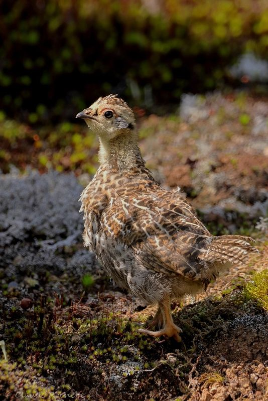 Tétras du Canada / Spruce Grouse