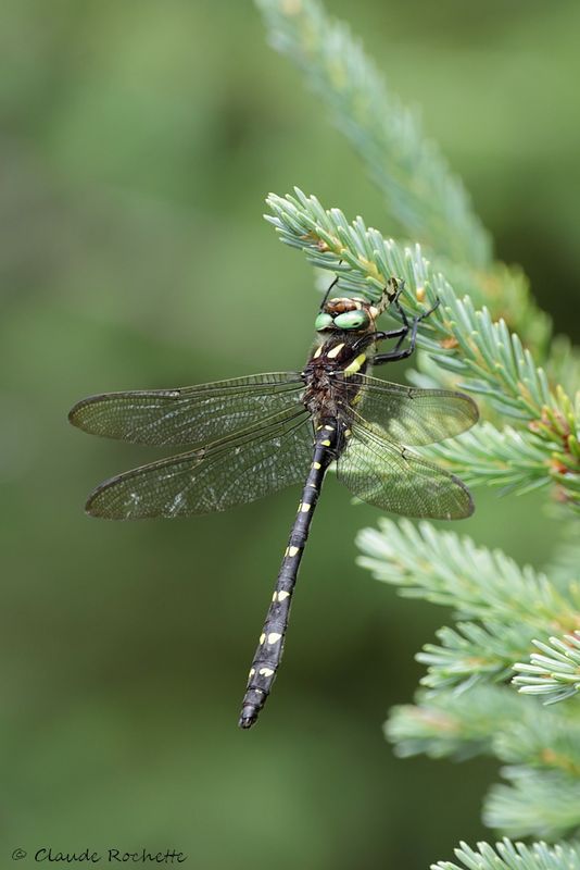 Cordulégastre maculée / Twin-spotted Spiketail