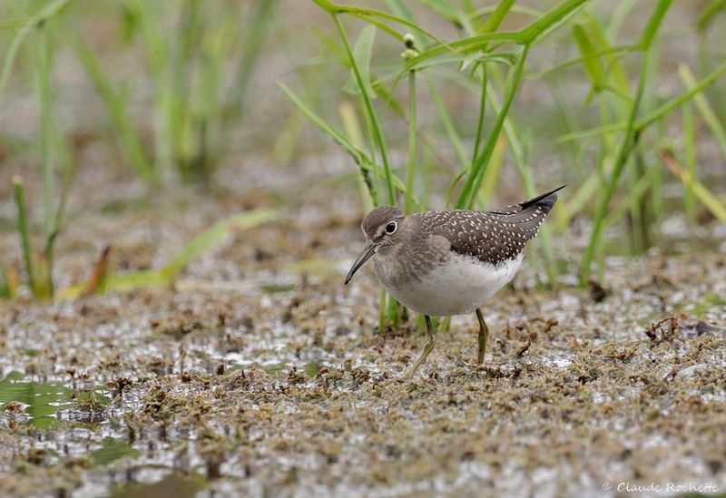 Chevalier solitaire / Solitary Sandpiper