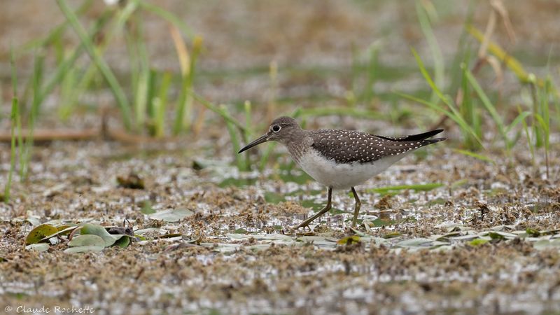 Chevalier solitaire / Solitary Sandpiper