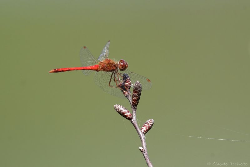 Sympetrum intime / Cherry-faced Meadowhawk