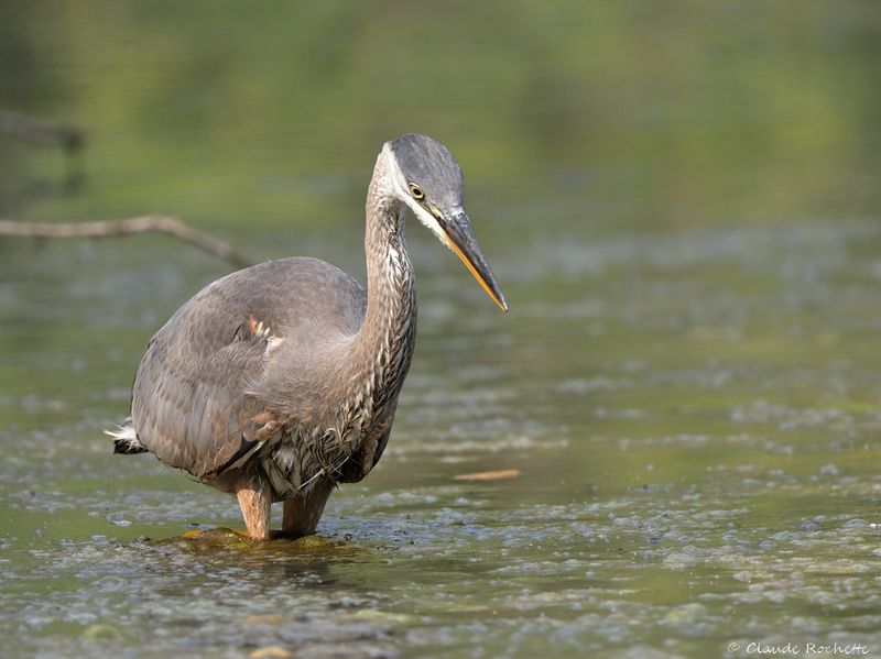 Grand héron / Great Blue Heron