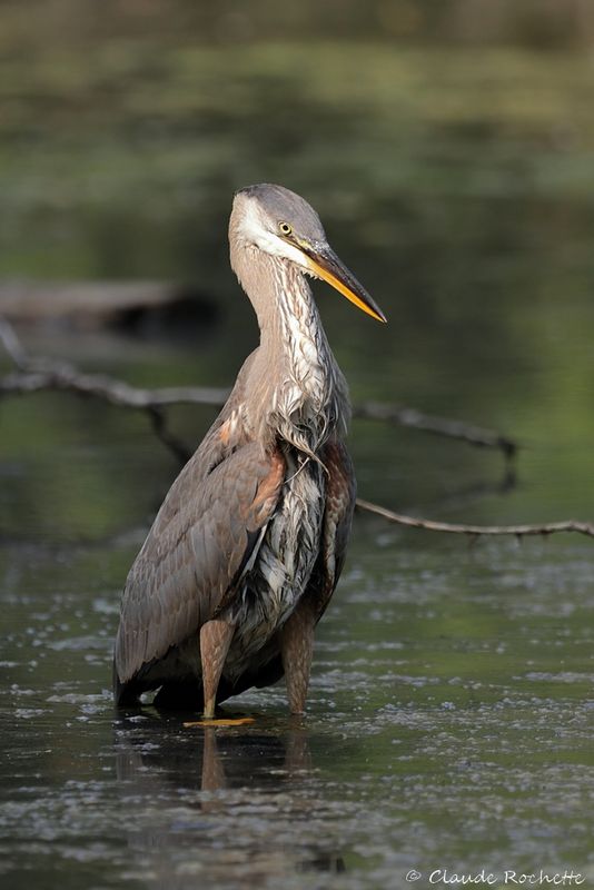 Grand héron / Great Blue Heron