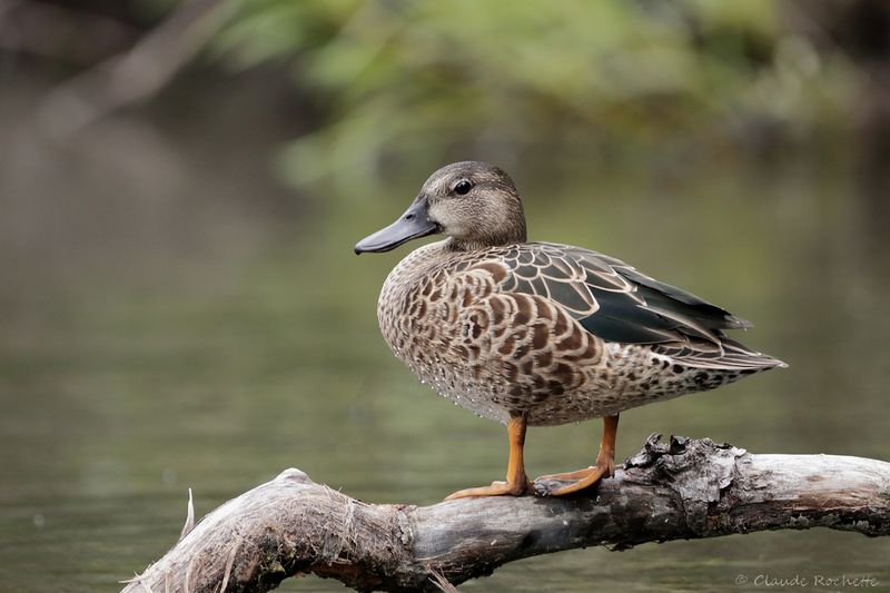 Sarcelle à ailes bleues / Blue-winged Teal