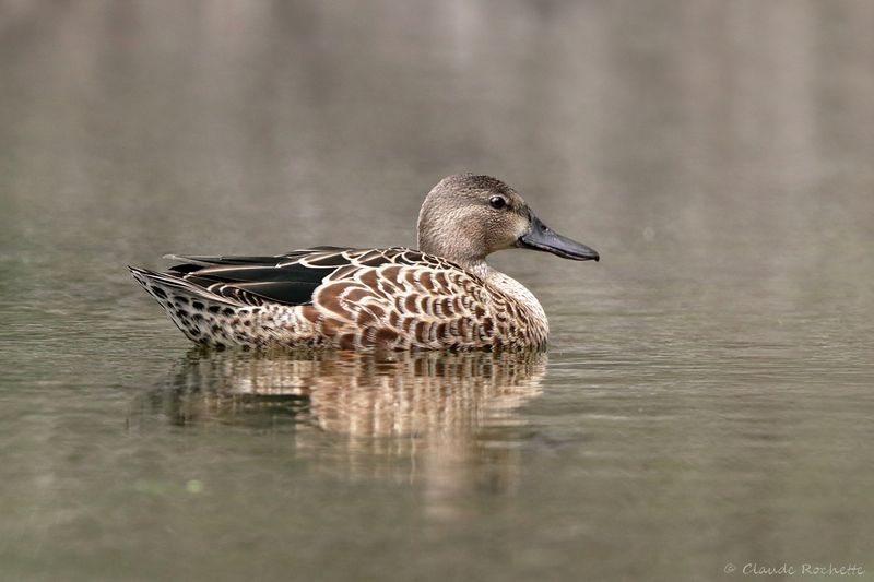 Sarcelle à ailes bleues / Blue-winged Teal