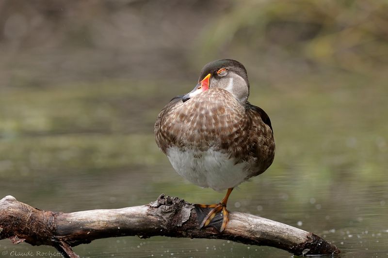 Canard branchu / Wood Duck