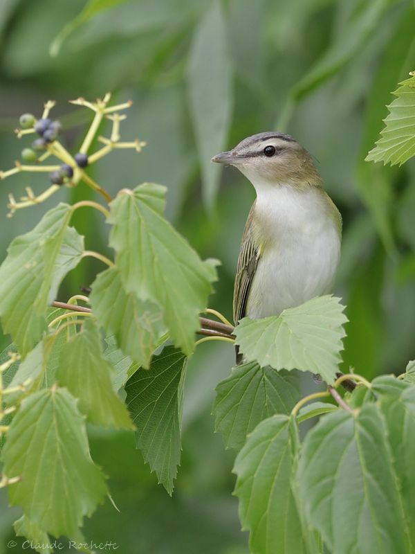 Viréo au yeux rouges / Red-eyed Vireo