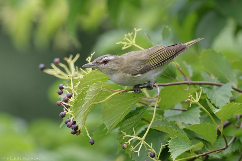 Viréo au yeux rouges / Red-eyed Vireo