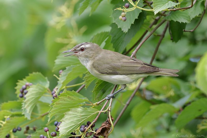 Viréo au yeux rouges / Red-eyed Vireo