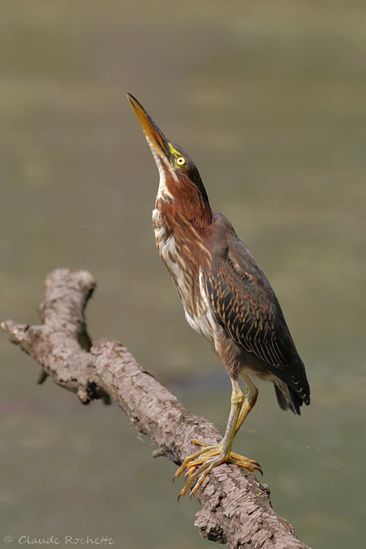 Héron vert / Green Heron