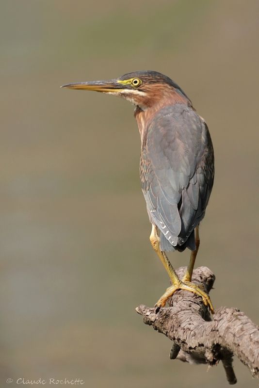 Héron vert / Green Heron