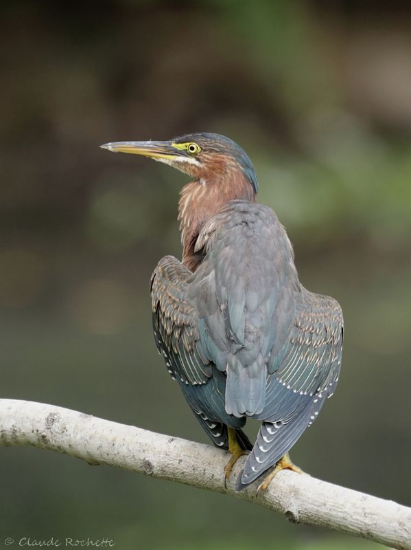 Héron vert / Green Heron