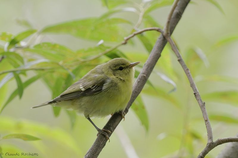Paruline obscure / Tennessee Warbler