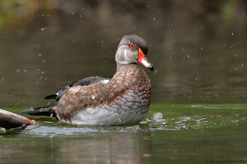 Canard branchu / Wood Duck
