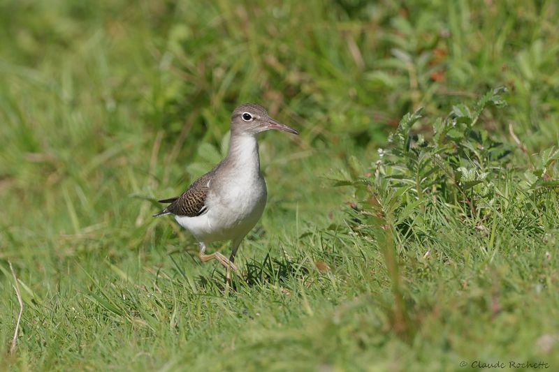 Chevalier grivelé / Spotted Sandpiper