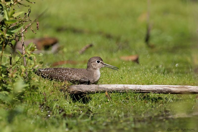 Chevalier solitaire / Solitary Sandpiper
