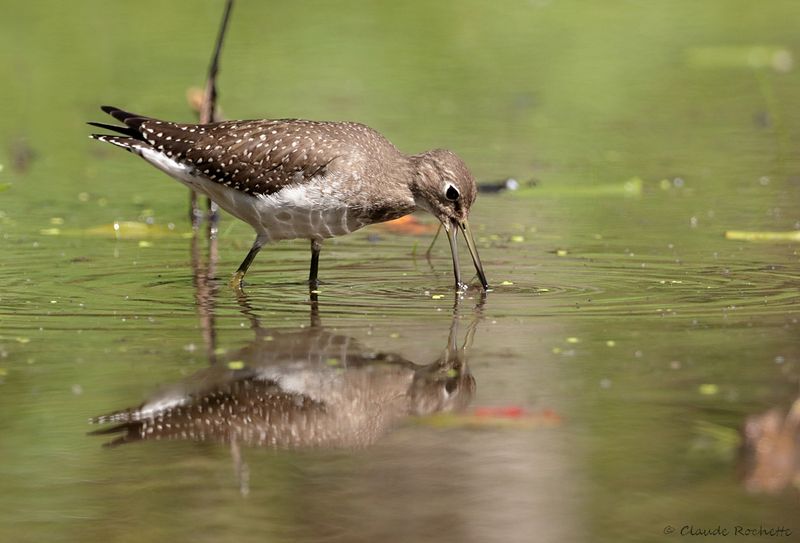 Chevalier solitaire / Solitary Sandpiper