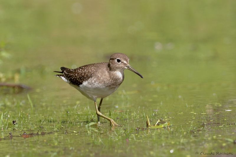 Chevalier solitaire / Solitary Sandpiper
