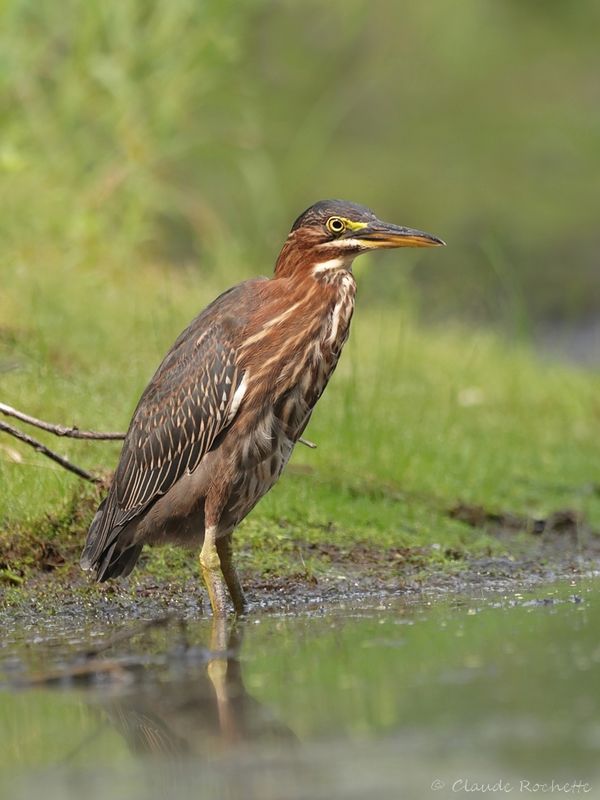 Héron vert / Green Heron