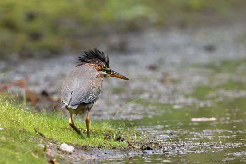 Héron vert / Green Heron
