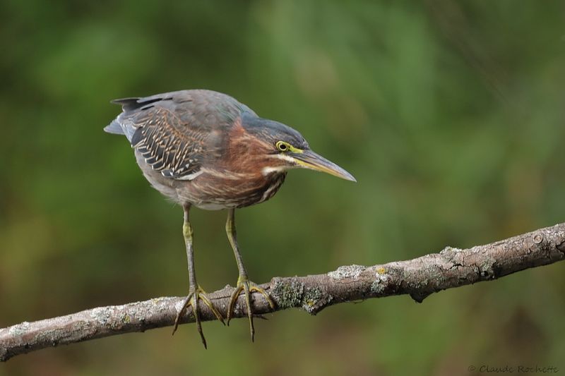 Héron vert / Green Heron