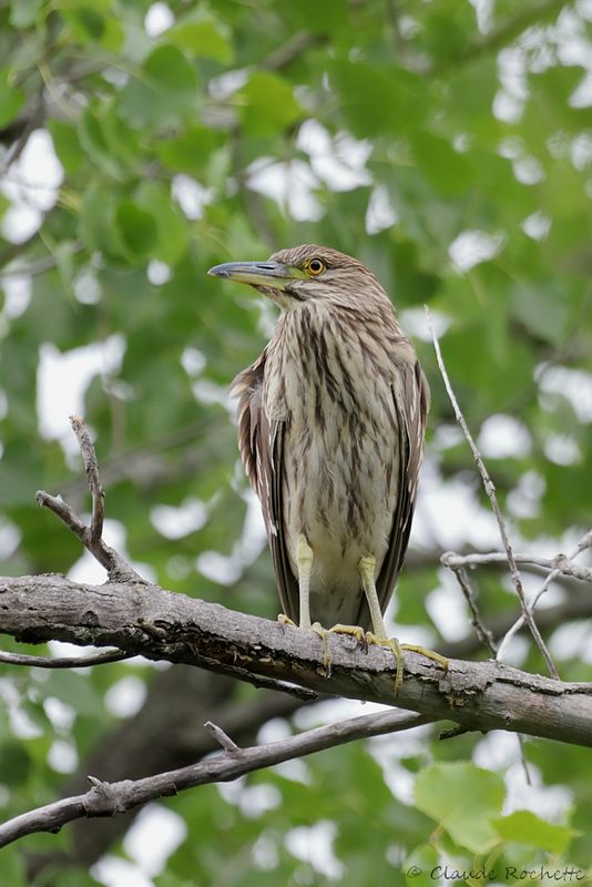 Bihoreau gris / Black-crowned Night Heron