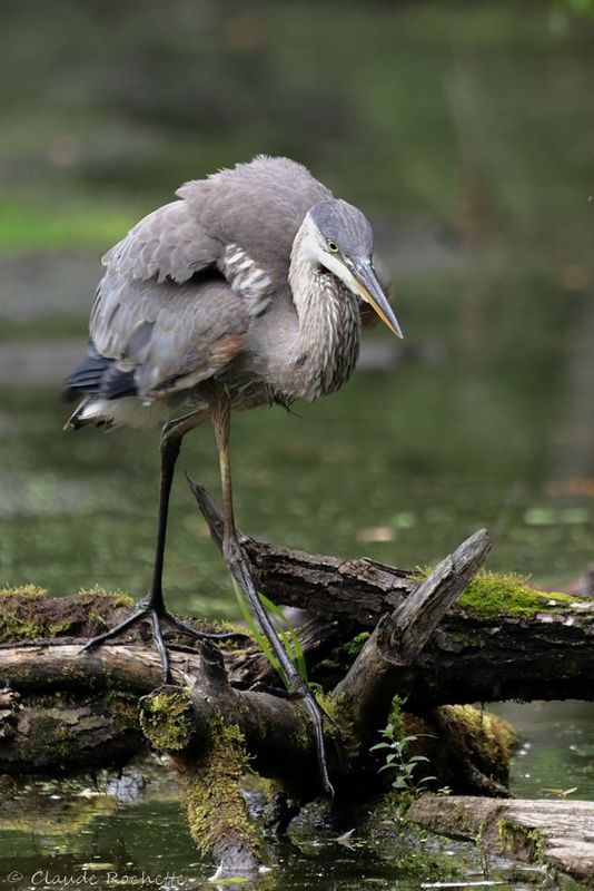 Grand héron / Great Blue Heron