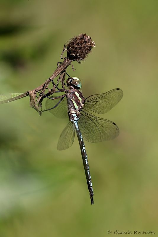 Aeschne verticale / Green-striped Darner