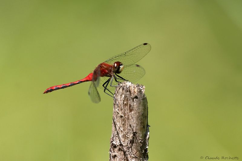 Sympetrum éclaireur / White-faced Meadowhawk