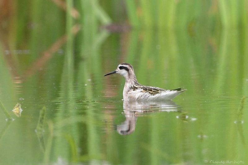 Phalarope à bec étroit / Red-necked Phalarope