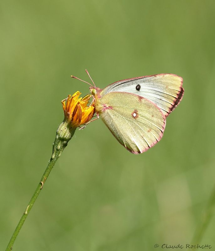 Coliade du trèfle / Common sulphur