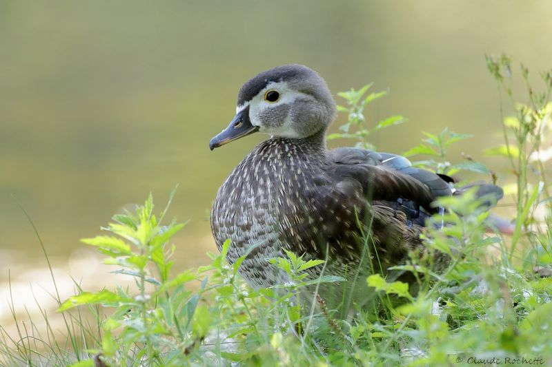 Canard branchu / Wood Duck
