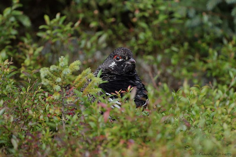 Tétras du Canada / Spruce Grouse