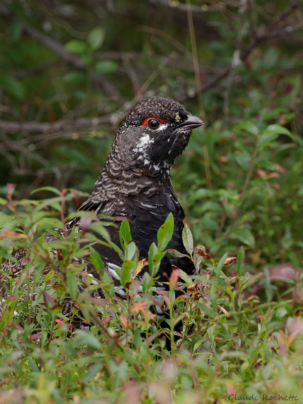 Tétras du Canada / Spruce Grouse