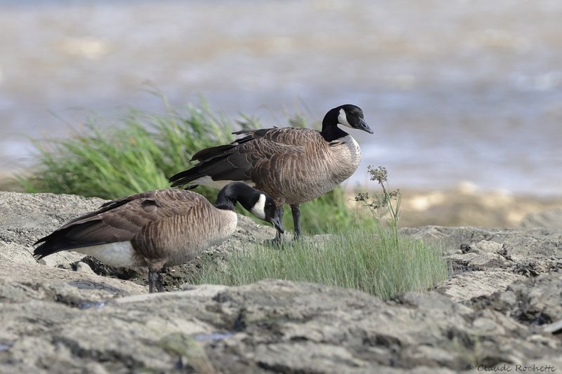 Bernache du Canada / Canada Goose