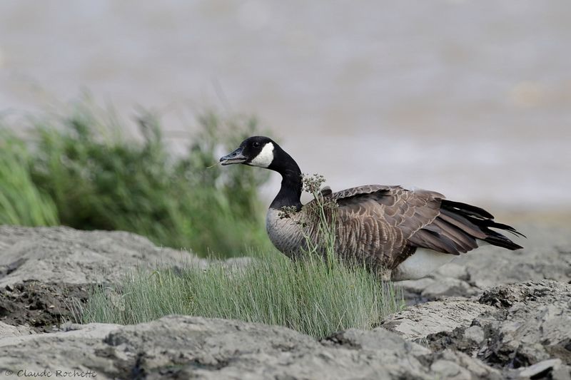 Bernache du Canada / Canada Goose