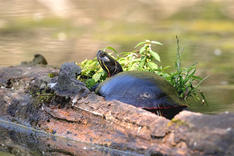 Tortue peinte / Painted turtle