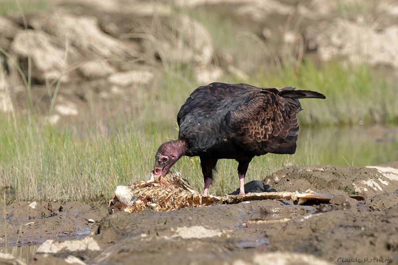 Urubu à tête rouge / Turkey Vulture