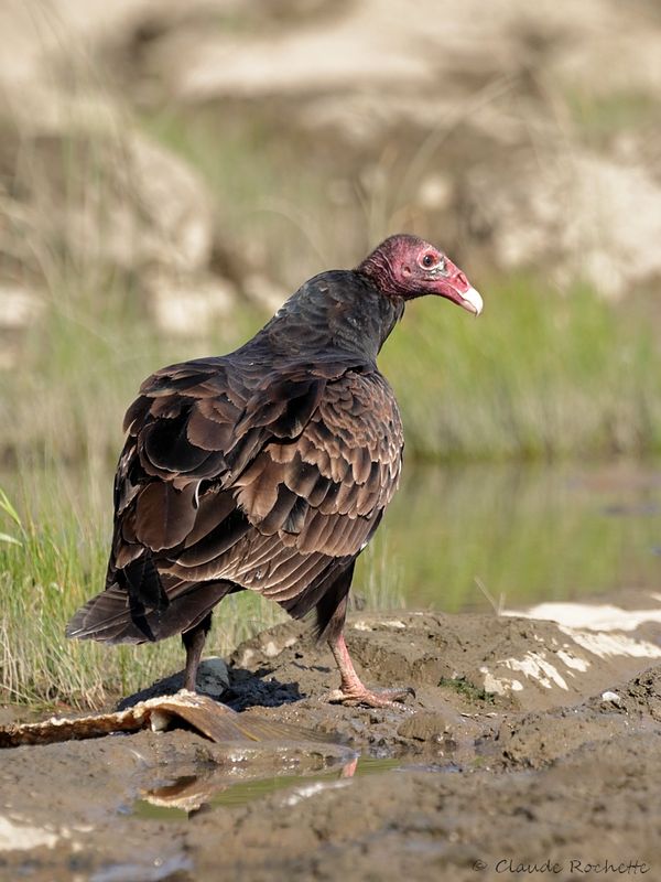 Urubu à tête rouge / Turkey Vulture