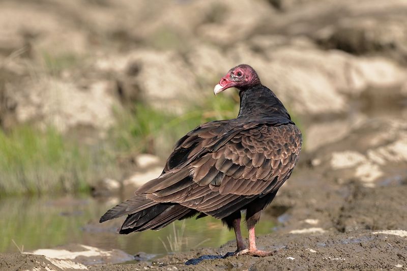 Urubu à tête rouge / Turkey Vulture