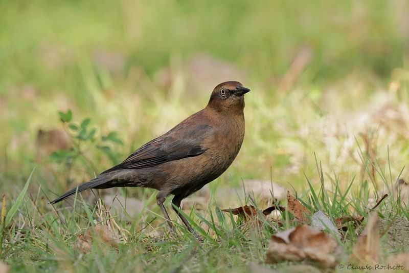 Quiscale rouilleux / Rusty Blackbird